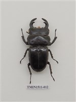 藏品(鍬形蟲科(二))的圖片